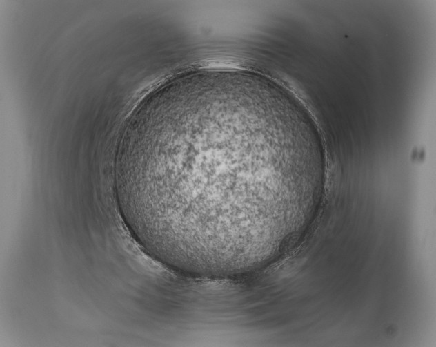 X0000111150385200906301342