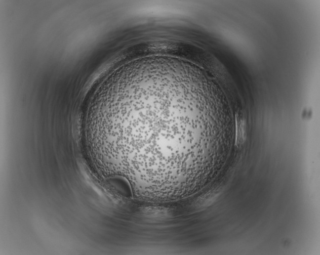 X0000111150435200906301341