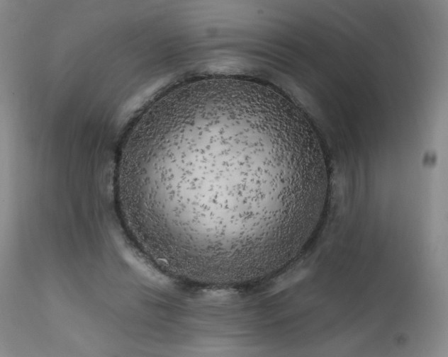 X0000111150446200906301341