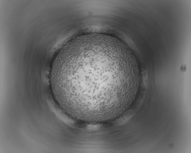 X0000111150450200906301341
