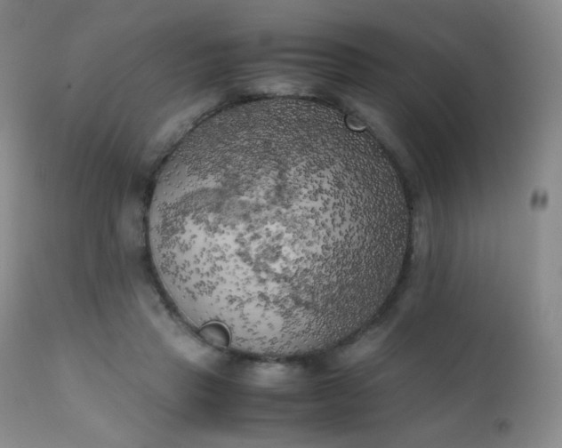 X0000111150453200906301341