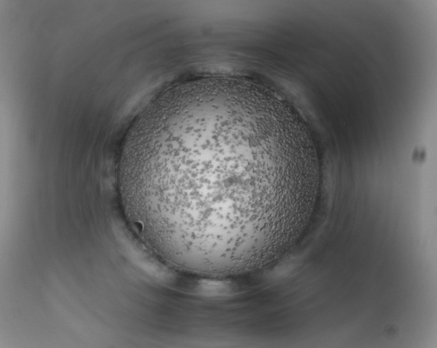 X0000111150457200906301341