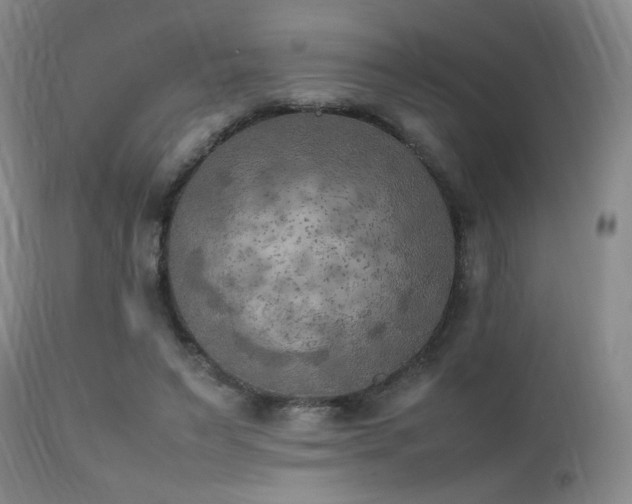 X0000111150495200906301340