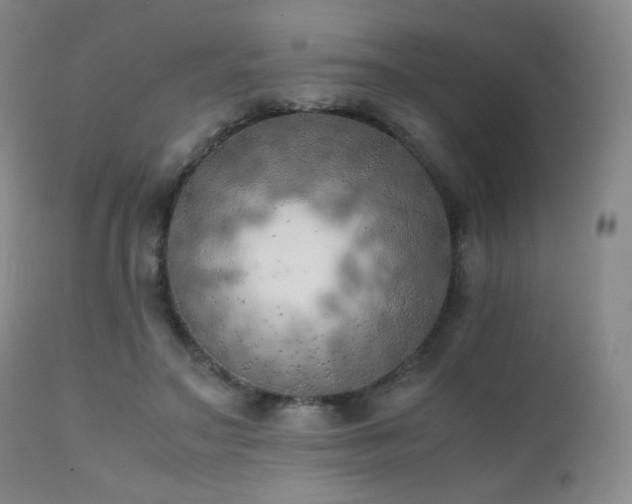 X0000111150499200906301340