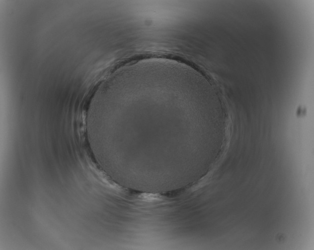 X0000111150528200906301340