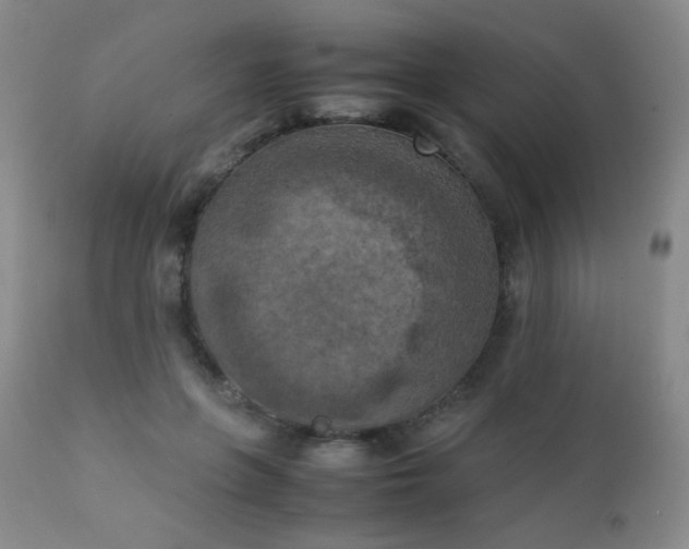 X0000111150551200906301339