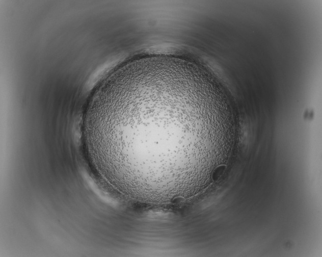 X0000111150586200906301339