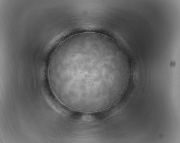 X0000111150591200906301339