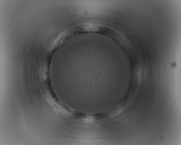 X0000111150600200906301339