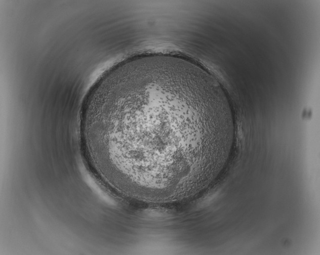 X0000111150630200906301338