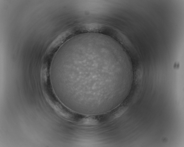 X0000111150644200906301338