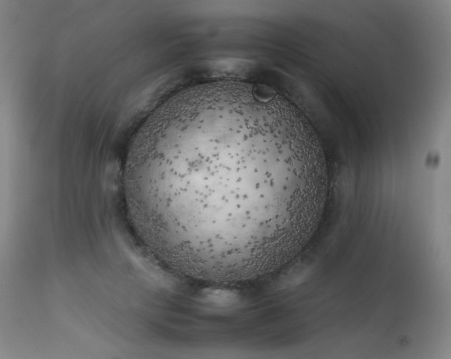 X0000111150649200906301338