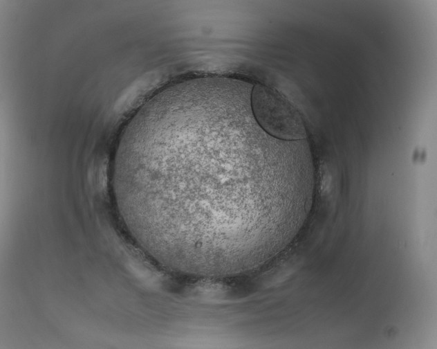 X0000111150685200906301338