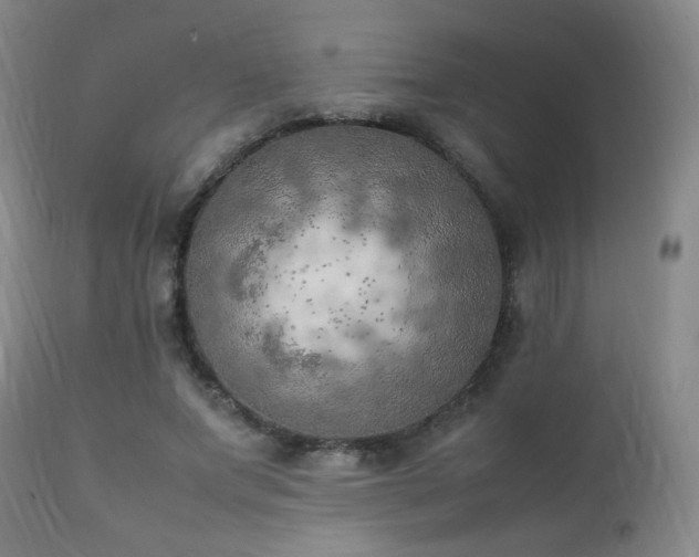 X0000111150687200906301338