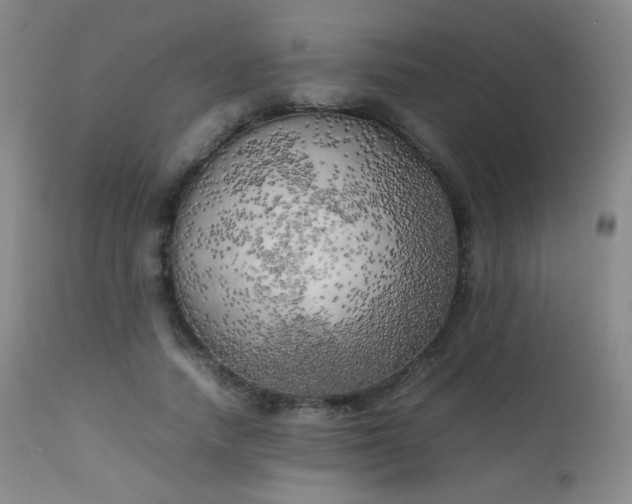 X0000111150738200906301337