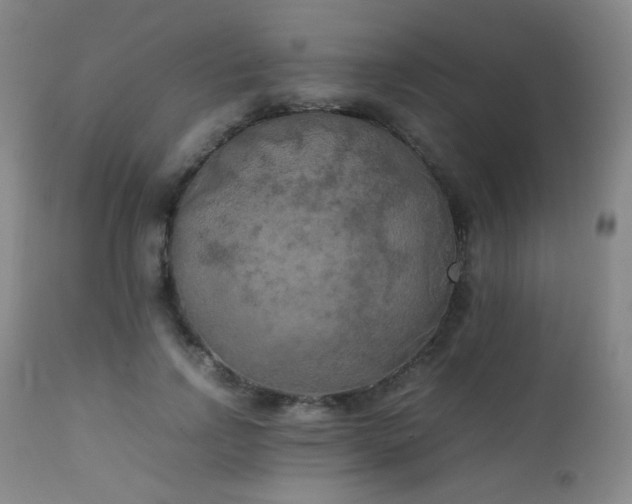 X0000111150742200906301337