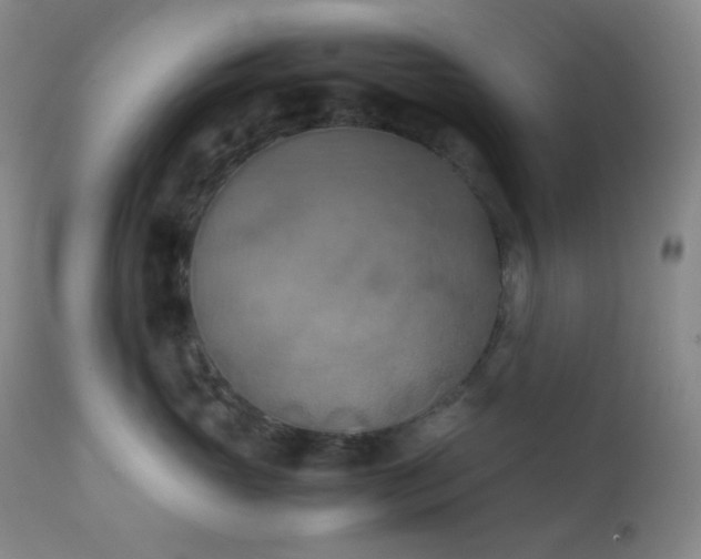 X0000111150765200906301337