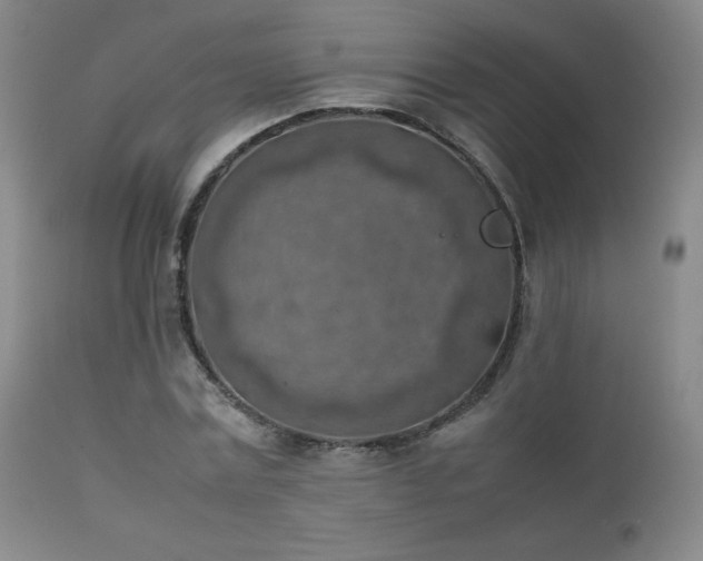 X0000111150779200906301336