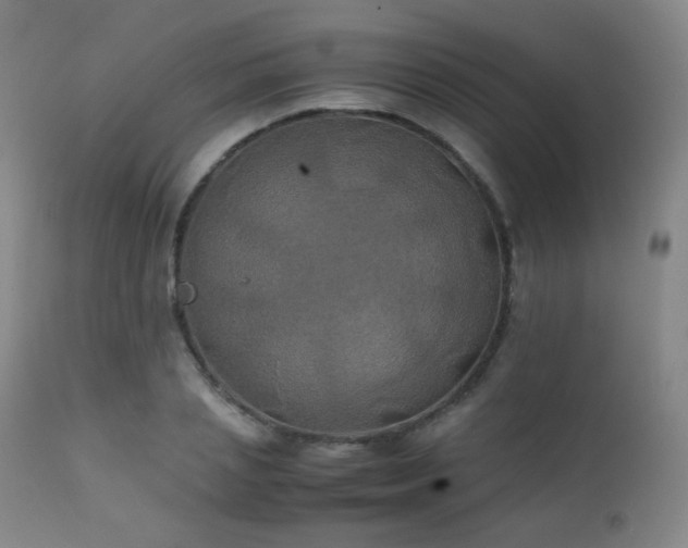 X0000111150837200906301335