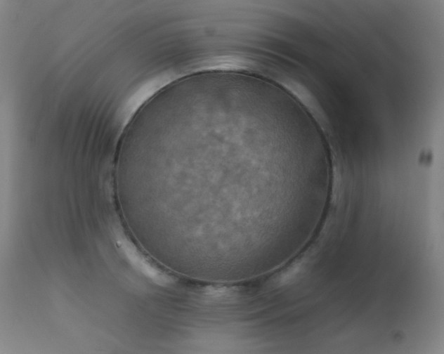 X0000111150850200906301335