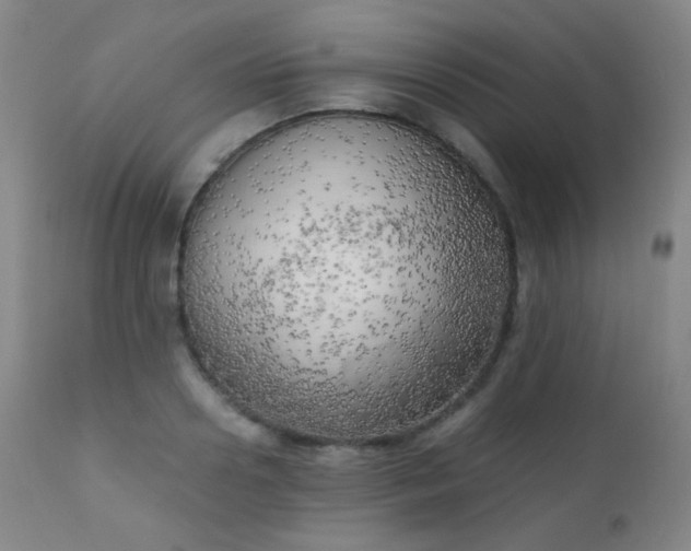X0000111150938200906301334