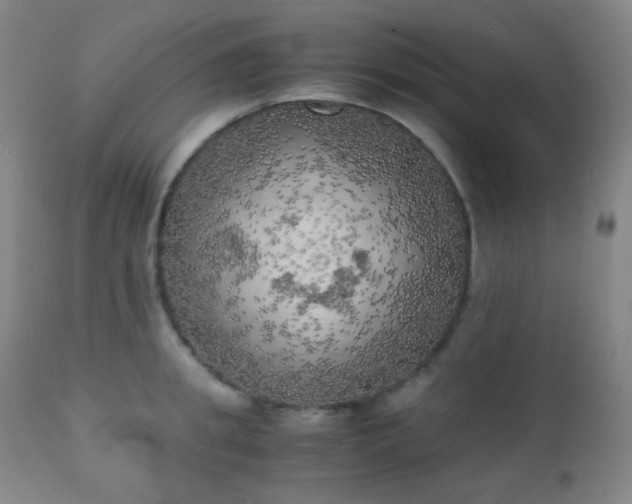 X0000111150949200906301334