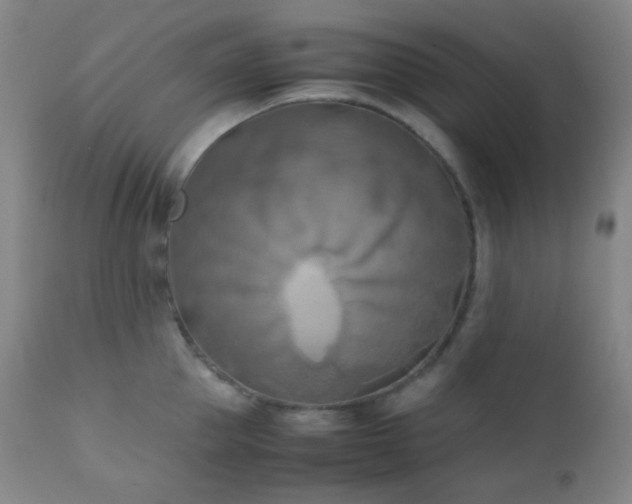 X0000111150953200906301334