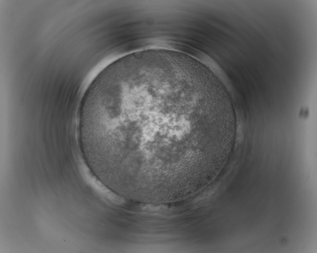 X0000111150955200906301334