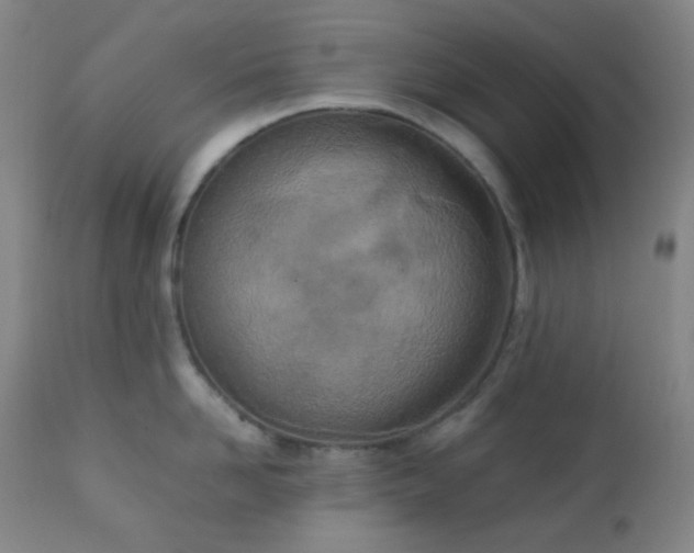 X0000111150958200906301334
