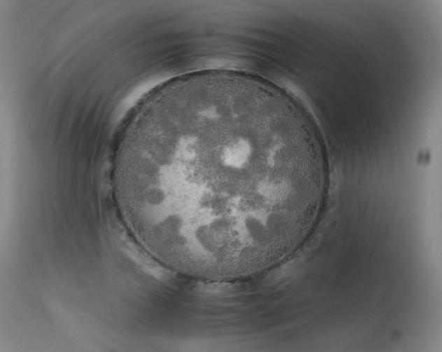 X0000111151019200906301332