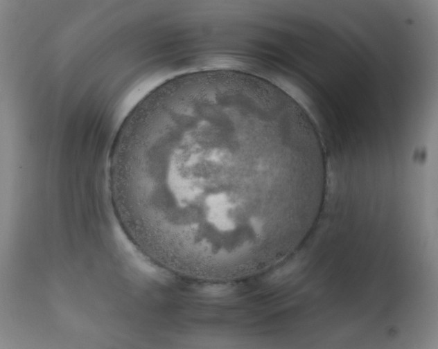 X0000111151047200906301333