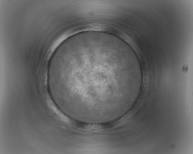 X0000111151083200906301331