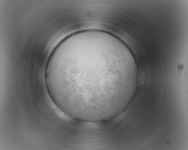X0000111151086200906301331