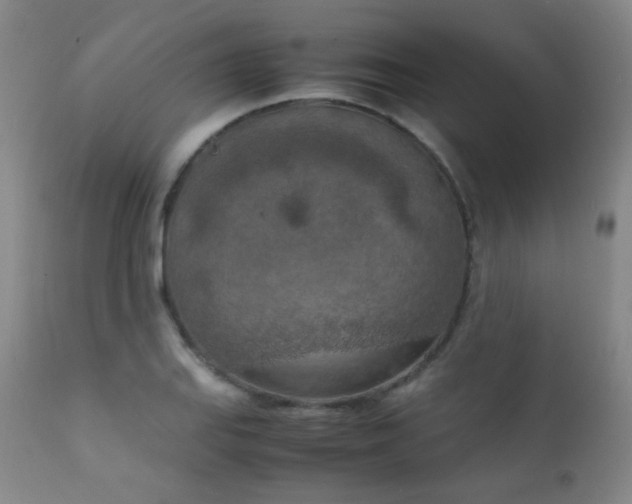 X0000111151127200906301331