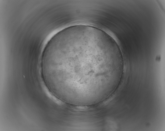 X0000111151144200906301331