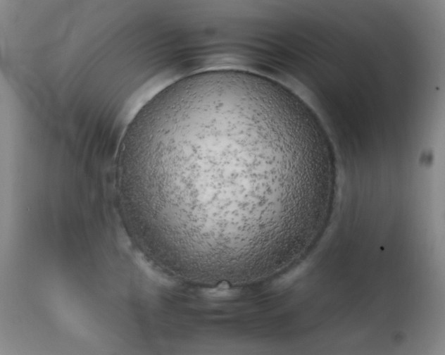 X0000111151145200906301331