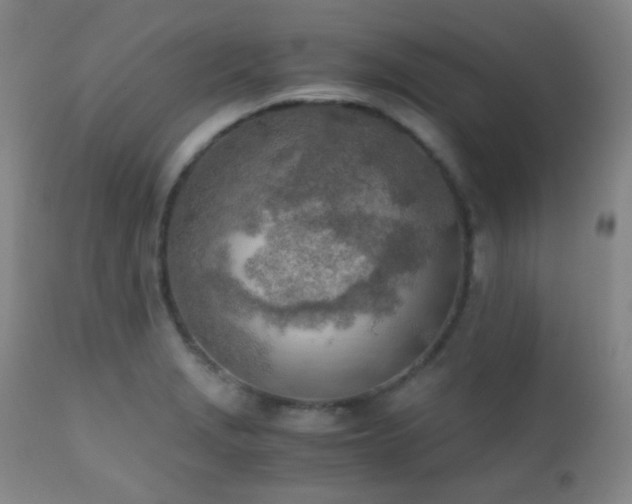 X0000111151229200906301329