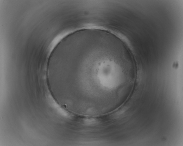 X0000111151231200906301329