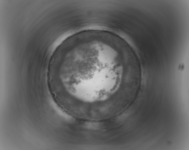 X0000111151237200906301330