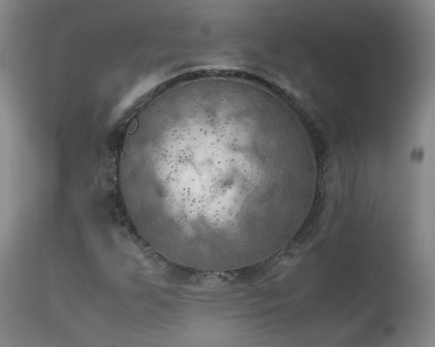 X0000111151255200906301329
