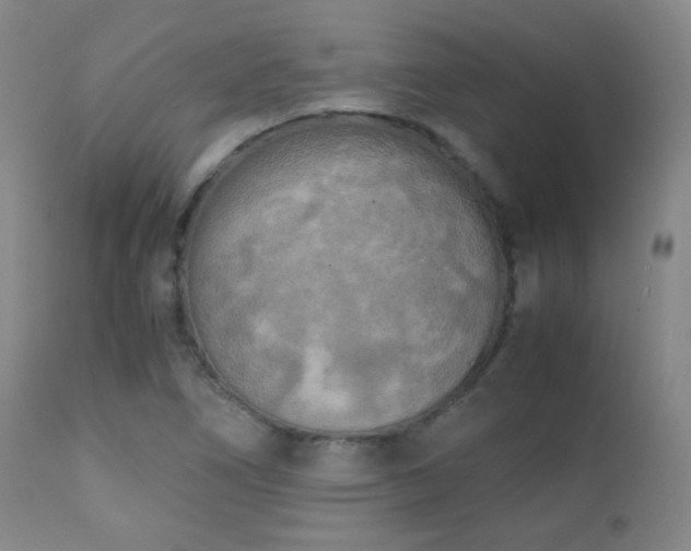 X0000111151266200906301329