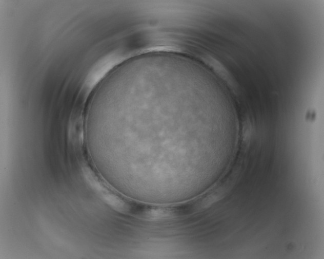 X0000111151274200906301329