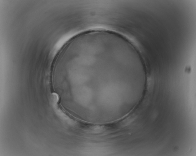 X0000111151279200906301329