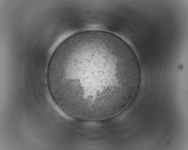 X0000111151333200906301328