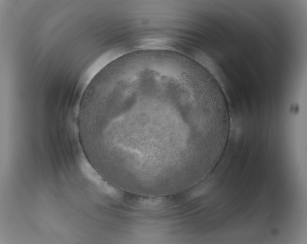 X0000111151386200906301327