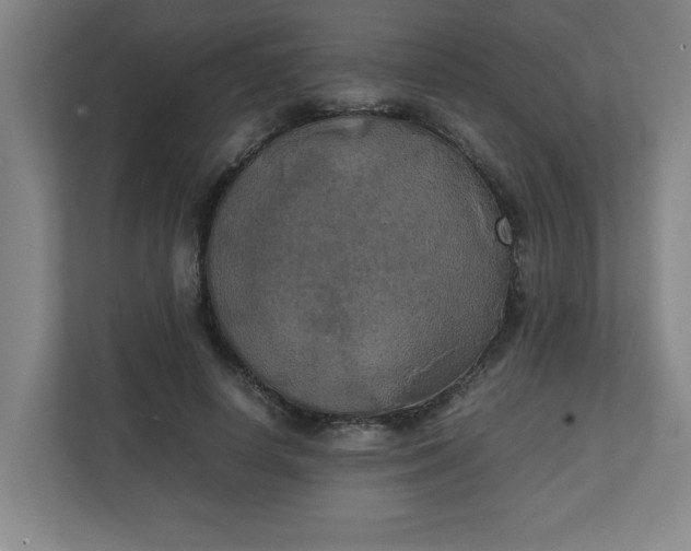 X0000111150642200907071110