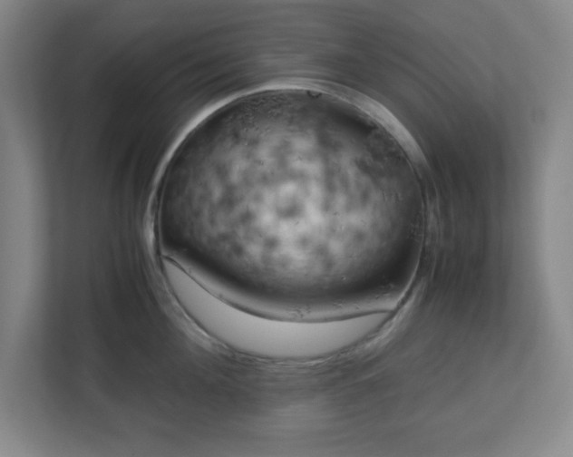 X0000111150908200907071106