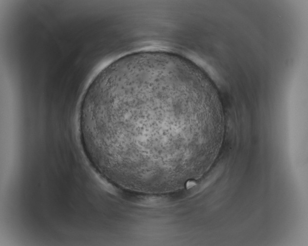 X0000111151375200907071100
