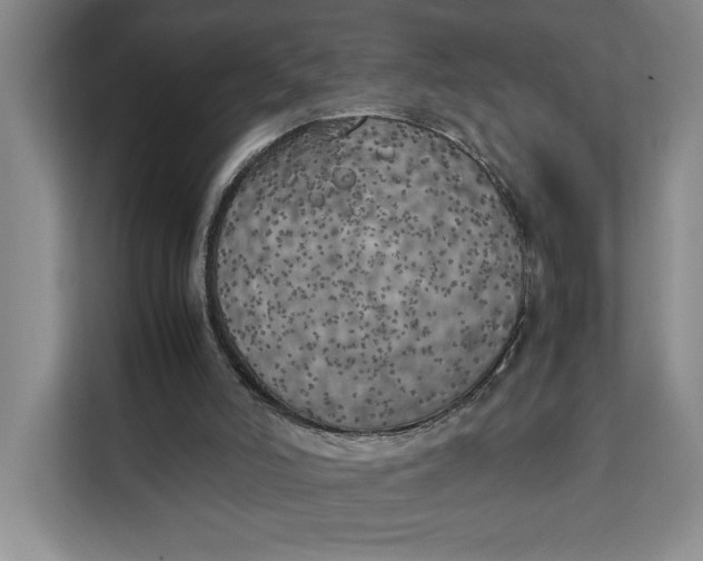 X0000111150006200907141350