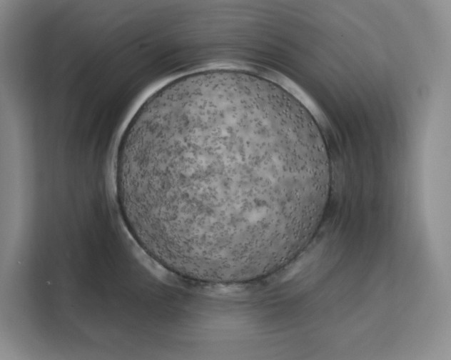 X0000111151148200907141336